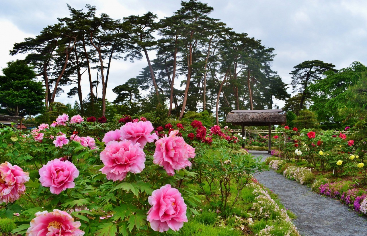 牡丹 の 花 名所