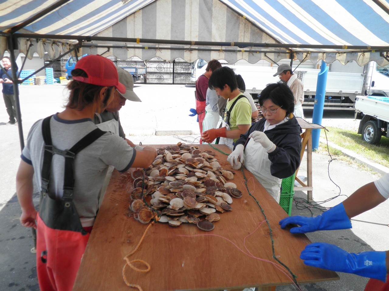 ホタテ漁業体験 旅東北 東北の観光 旅行情報サイト