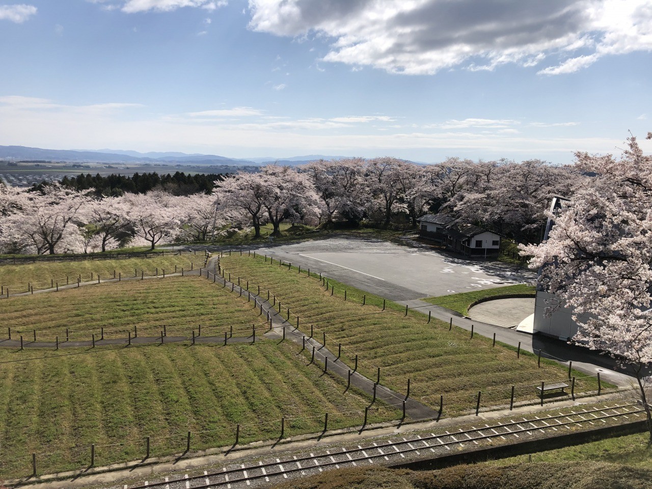 松山羽黒山公園 松山御本丸公園の桜 東北の観光スポットを探す 旅東北 東北の観光 旅行情報サイト