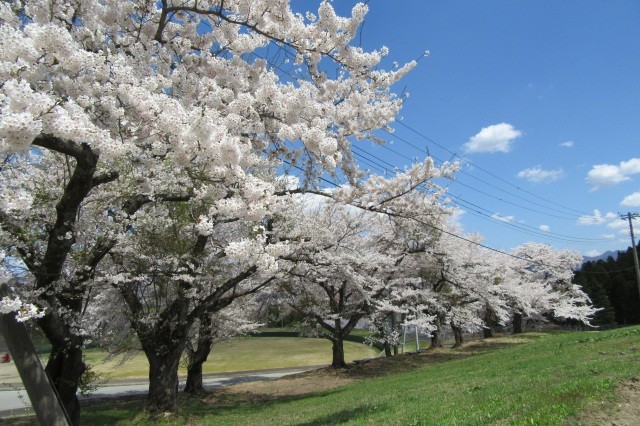 最上西公園　桜並木