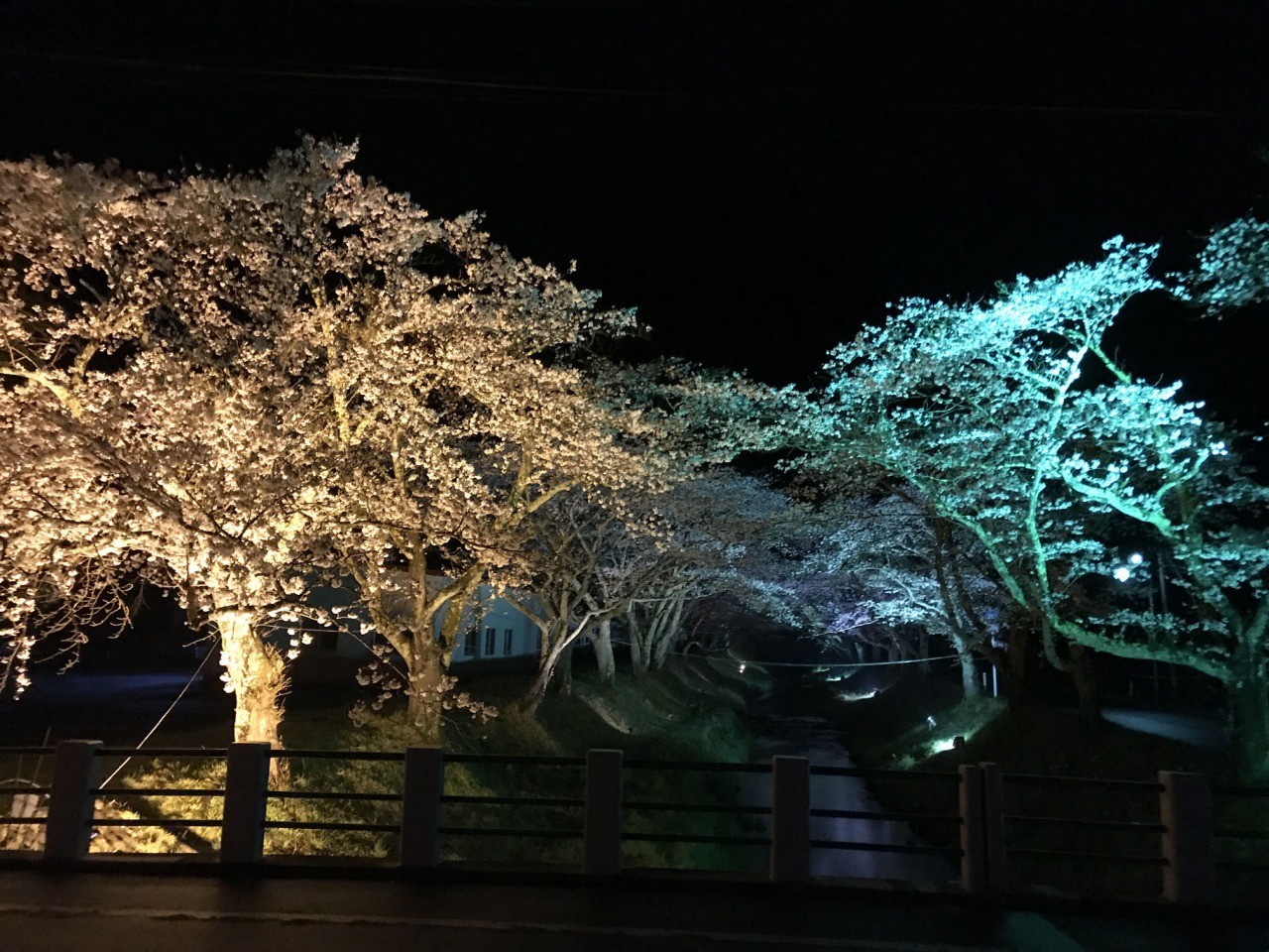 湯沢川の桜並木