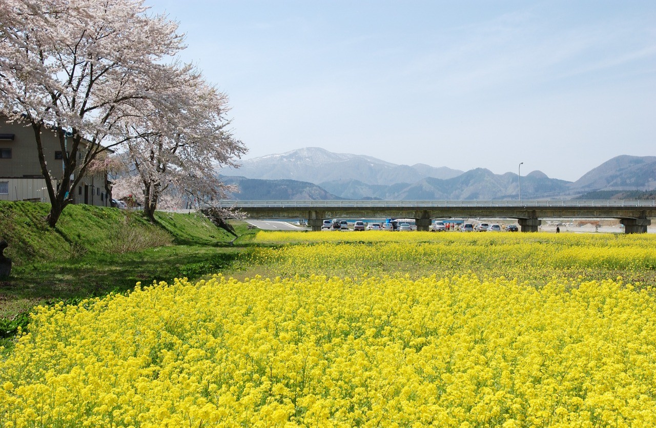 川渡江合川河川敷　菜の花と桜