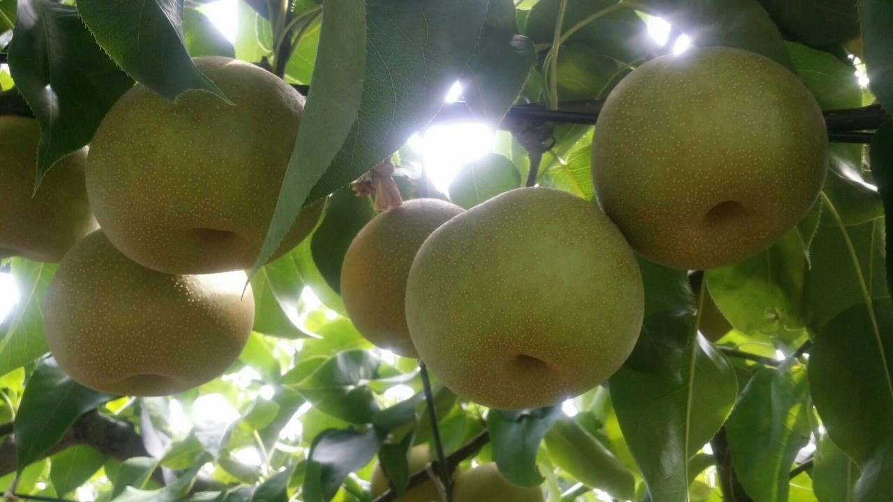 フルーツ王国やまがた　初秋の宝石「刈屋梨」の収穫体験							