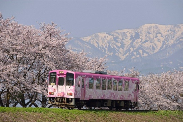 フラワー長井線と満開の桜