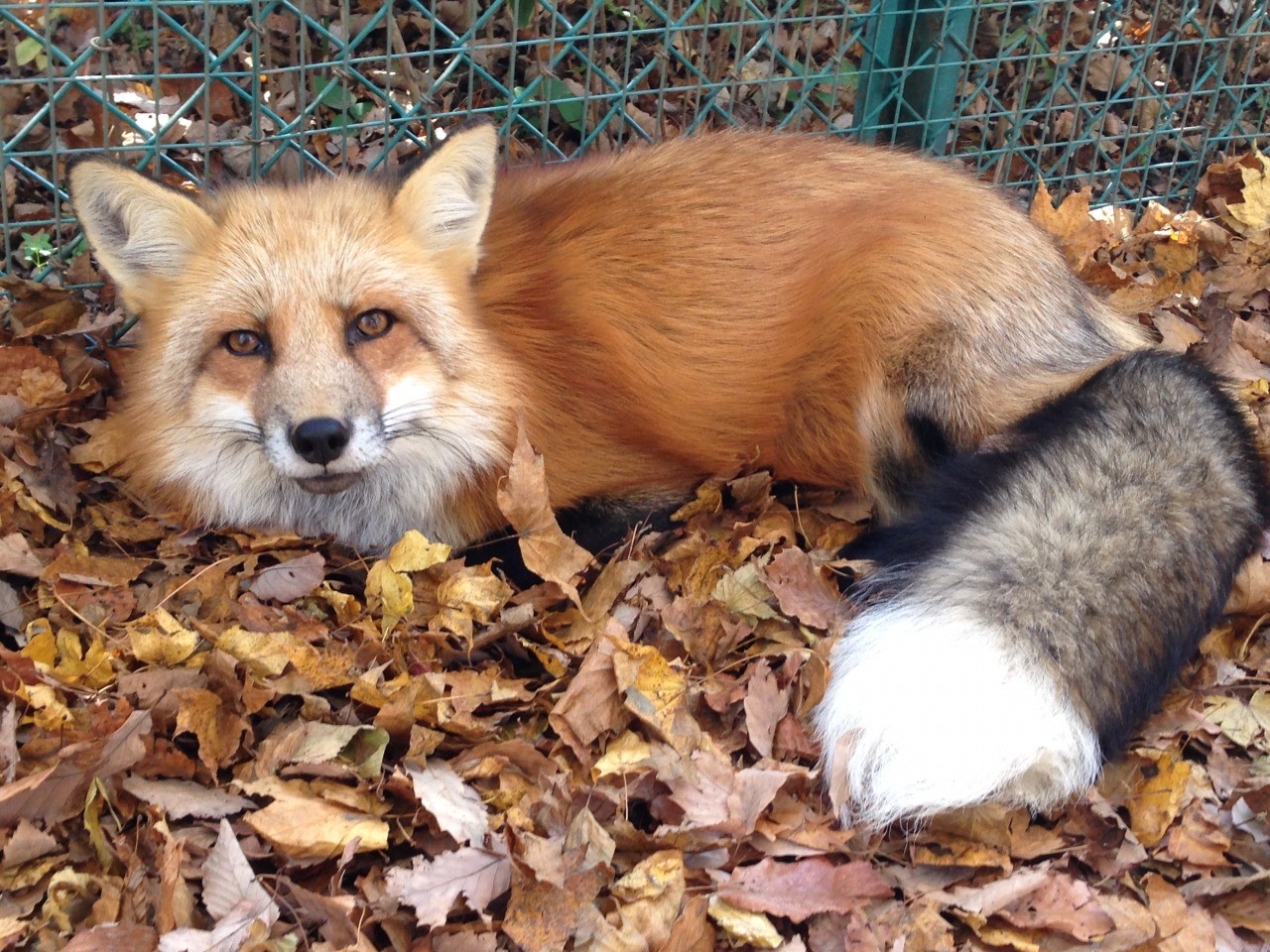 宮城蔵王キツネ村 きつね 動物園 東北dc観光素材集 旅東北 東北の観光 旅行情報サイト