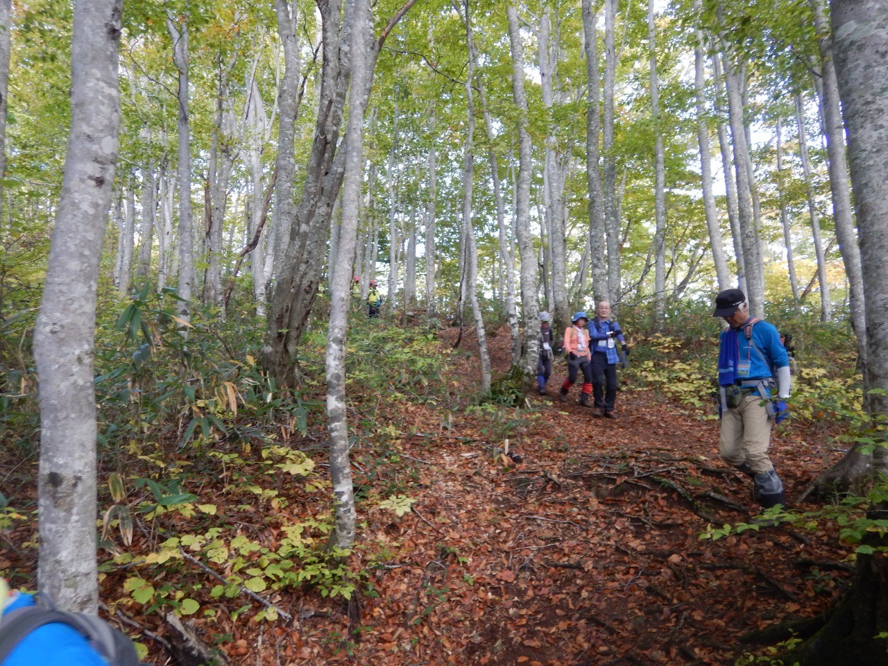 清々しいブナの原生林をのんびりと 葉山周遊ショートトレッキング 東北dc観光素材集 旅東北 東北の観光 旅行情報サイト