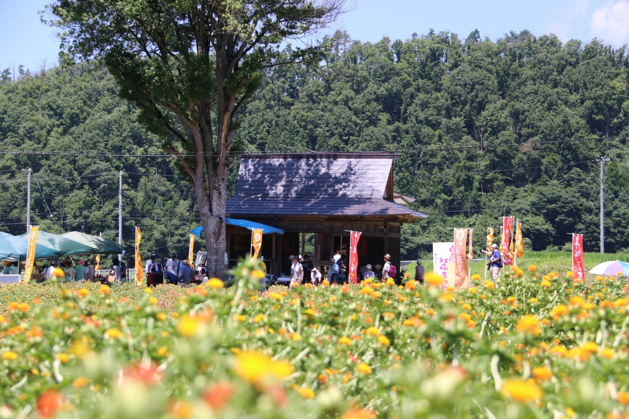 白鷹紅花まつり