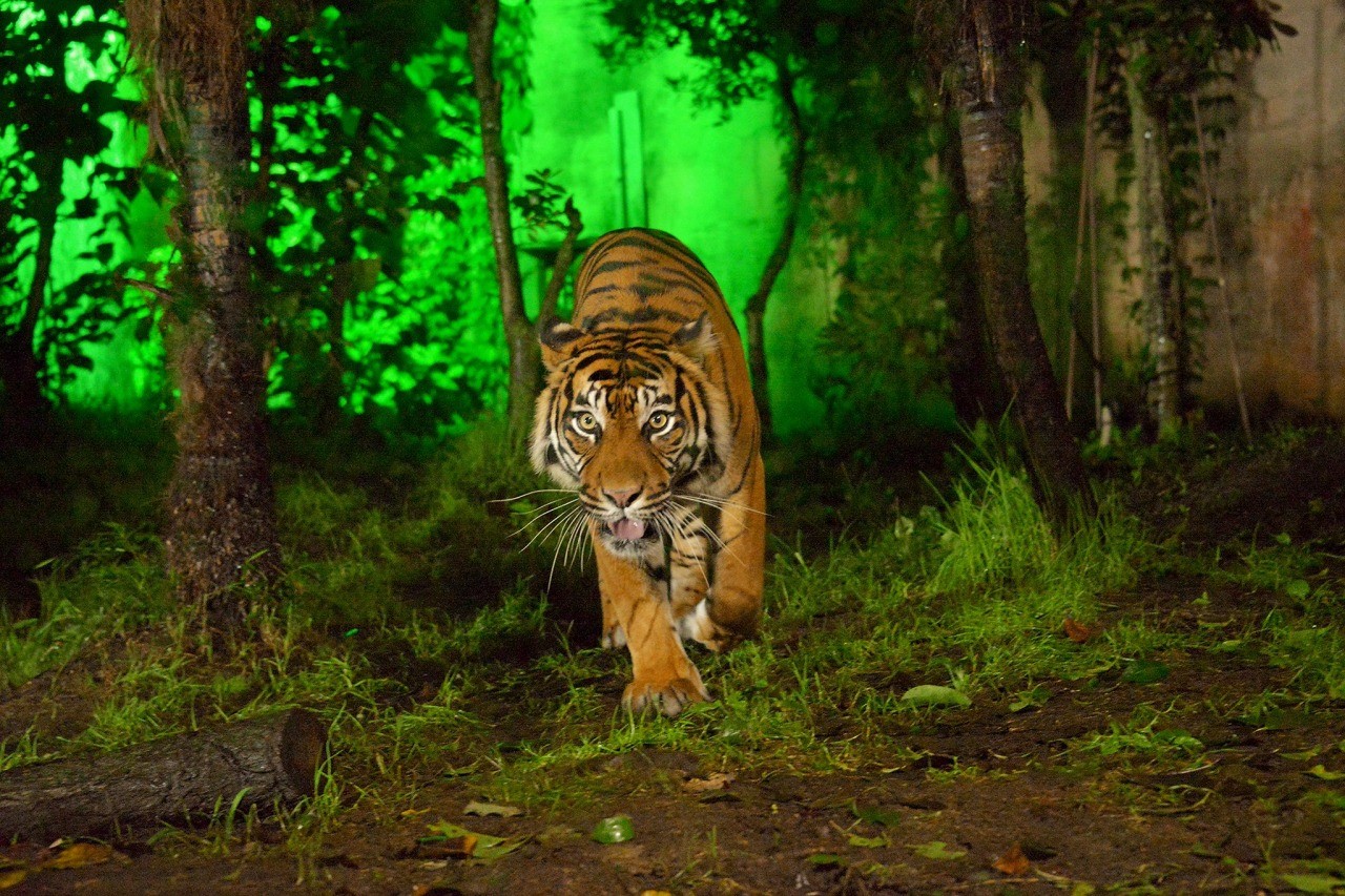 八木山動物公園　ナイトズージアム（夜間開園)