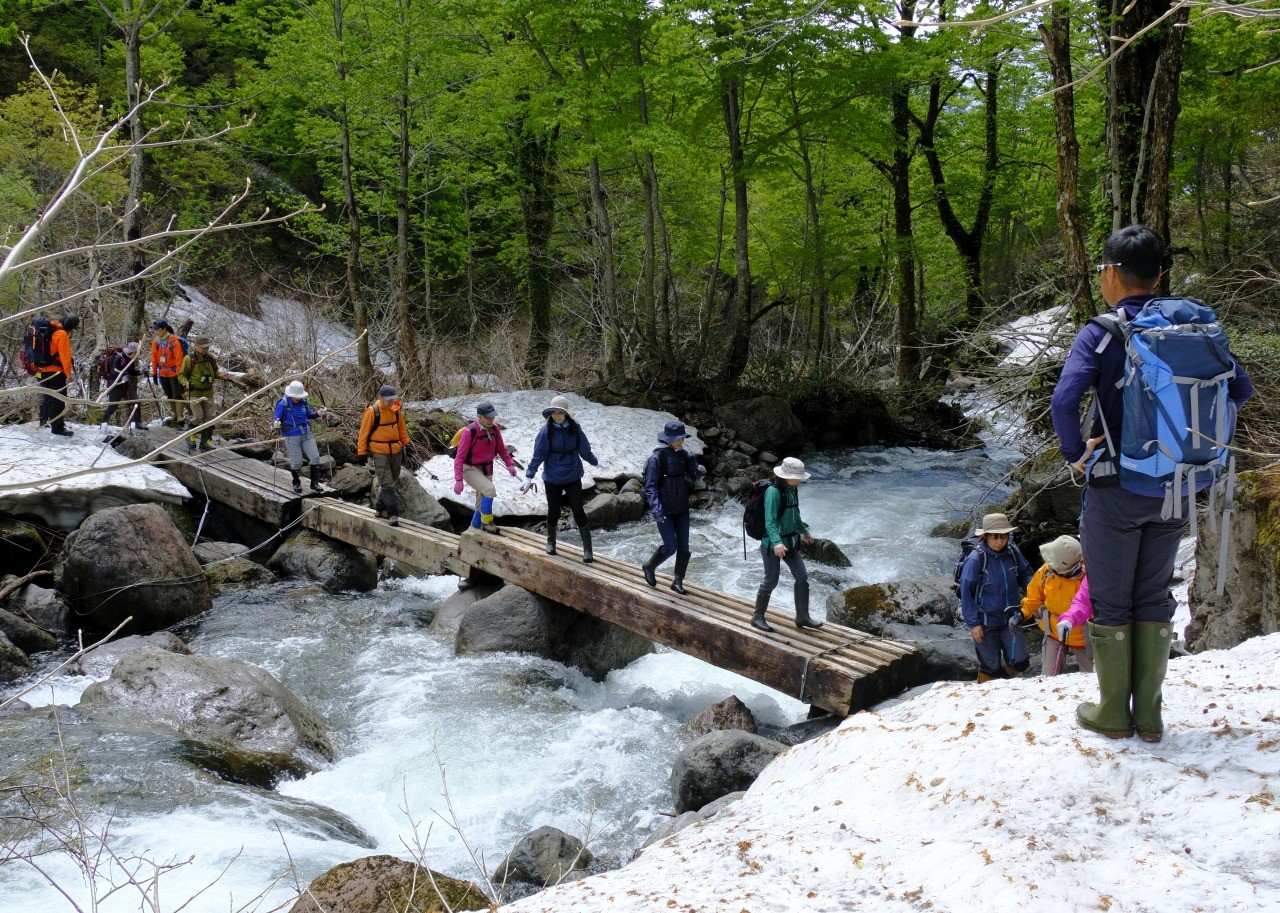 Beech forest trekking