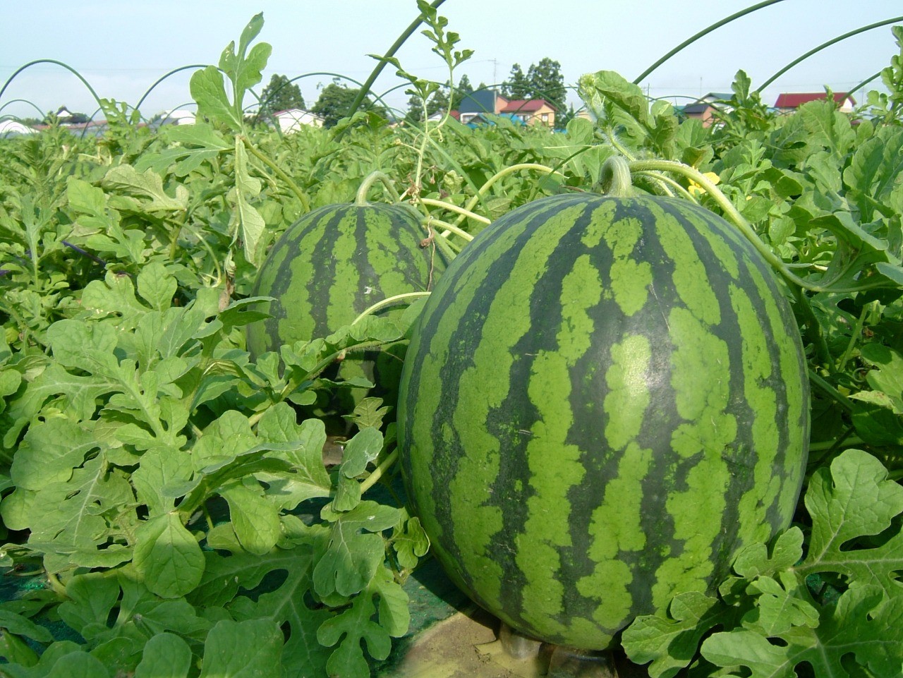 【山形県尾花沢市】夏スイカ生産量日本一！尾花沢すいか「大玉｣収穫体験