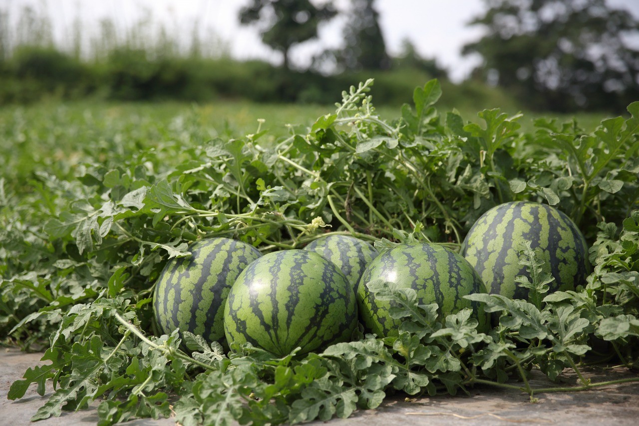 【山形県尾花沢市】夏スイカ生産量日本一！尾花沢すいか「小玉」・野菜収穫体験