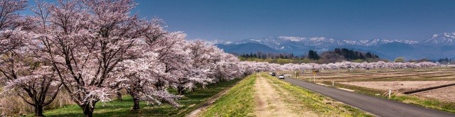 雫石川園地の桜