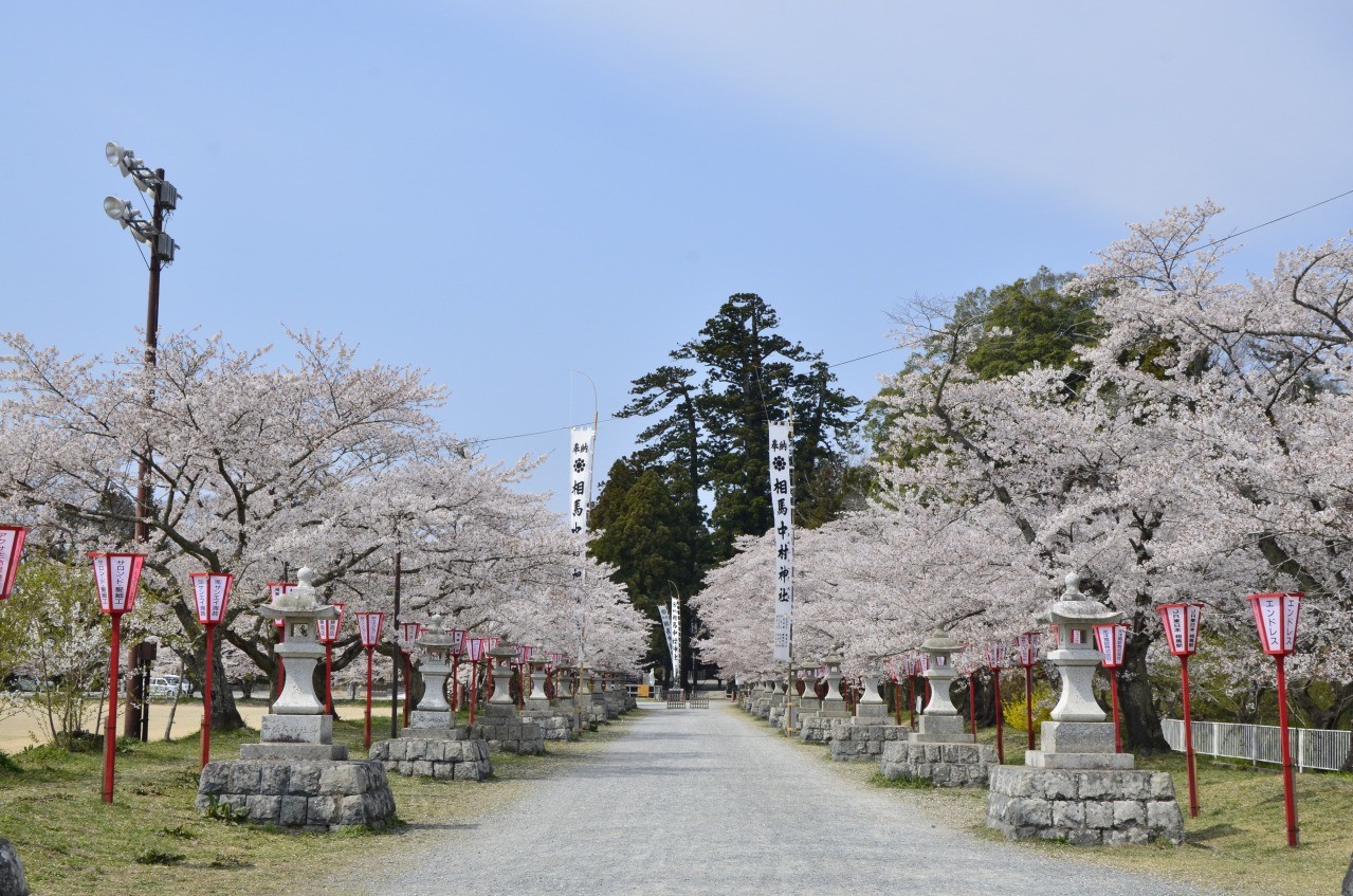 桜まつり 中村城跡の桜 東北dc観光素材集 旅東北 東北の観光 旅行情報サイト