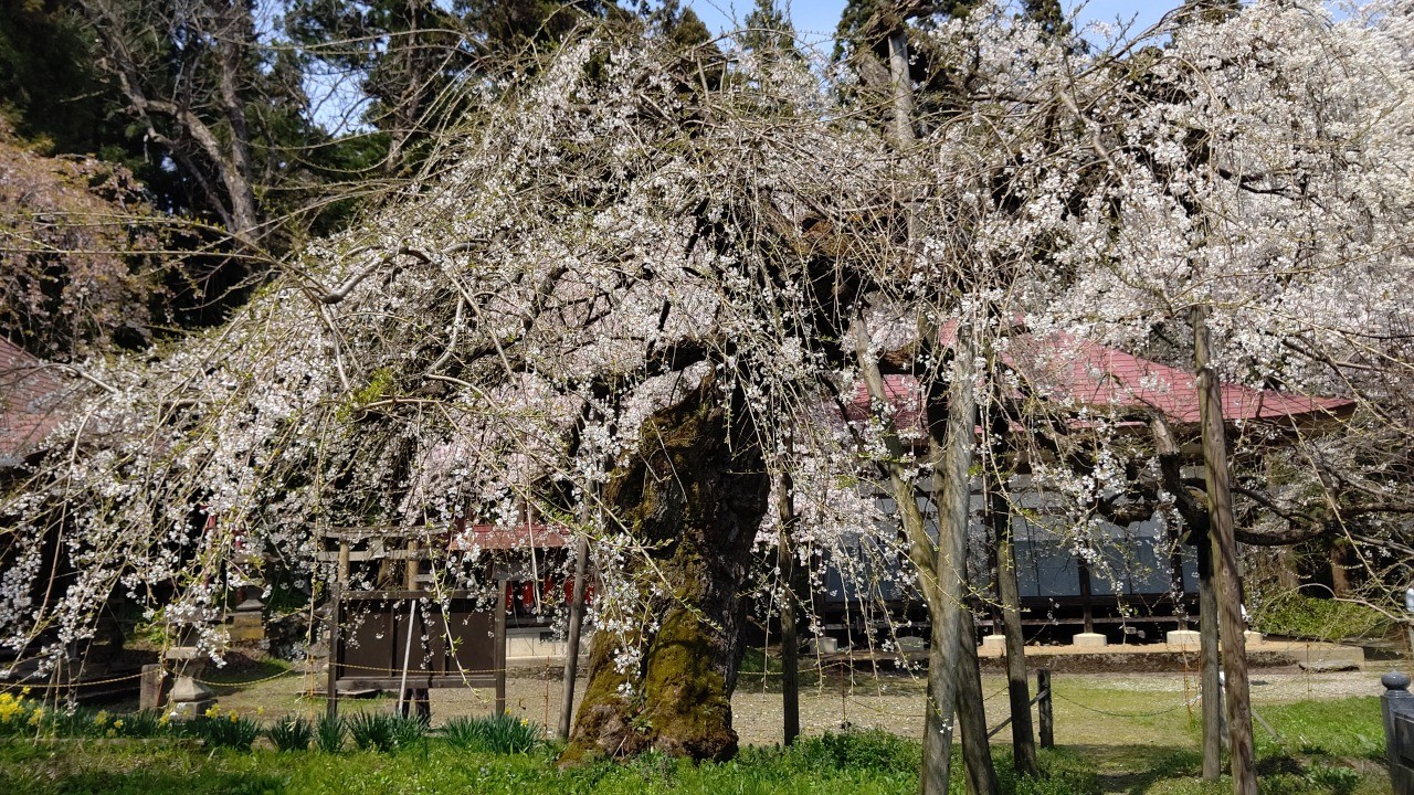 Sugi no thread cherry blossoms