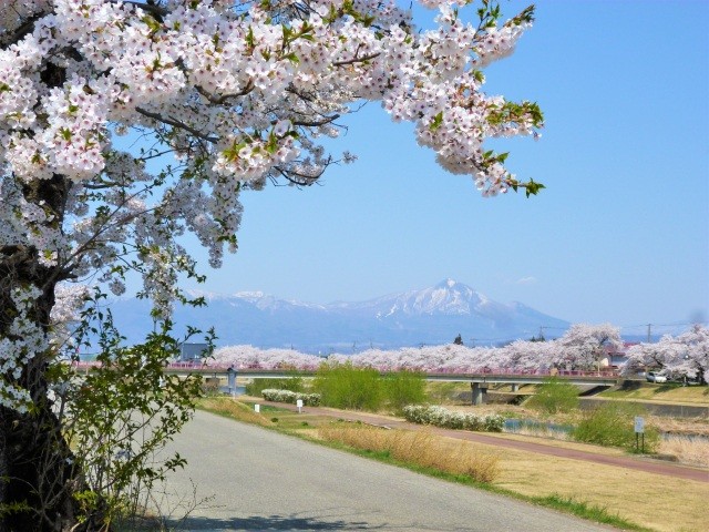 宮川の千本桜