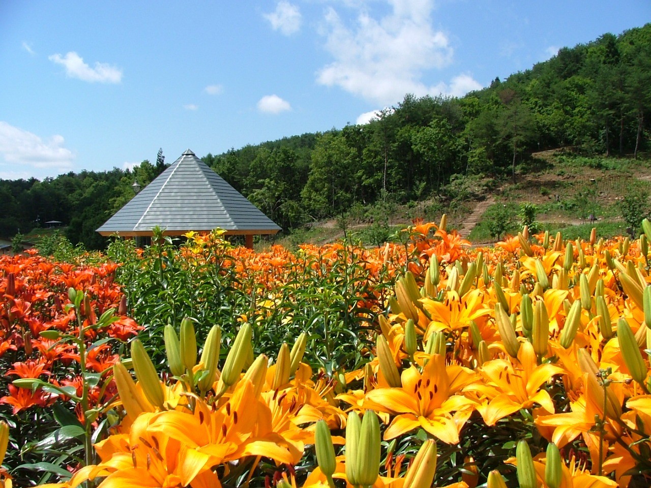 The Dondendaira Lily Garden, the largest in eastern Japan