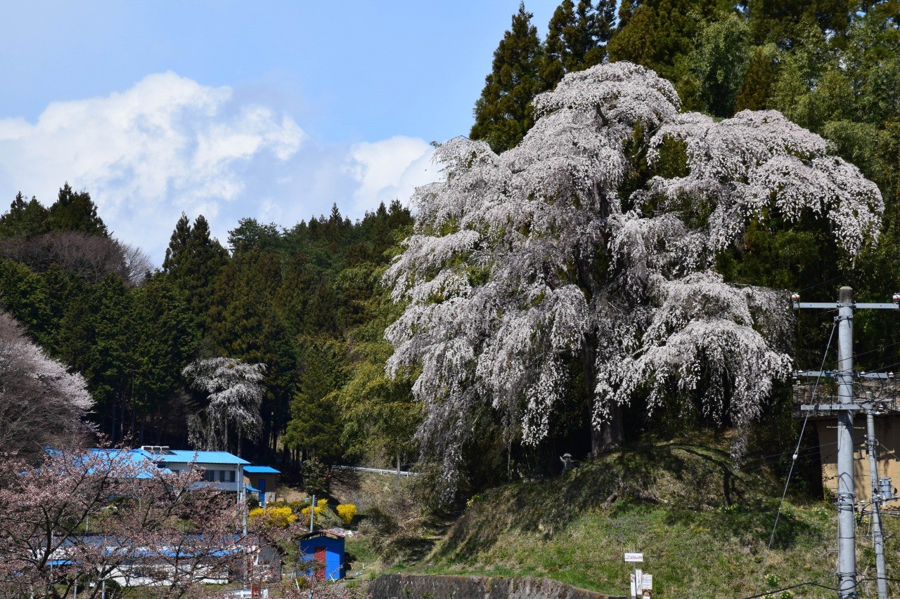 Firing stone depth cherry blossoms