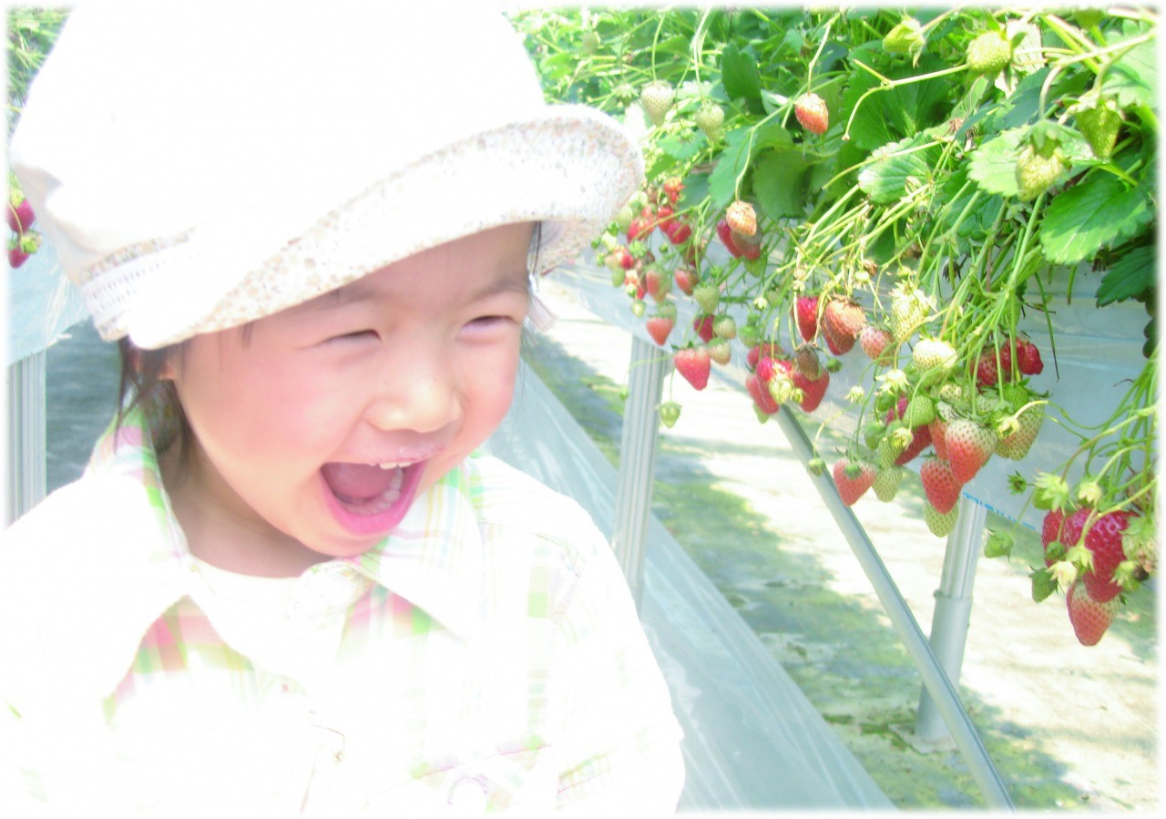 真っ赤なイチゴが食べ放題！めざみの里観光いちご園