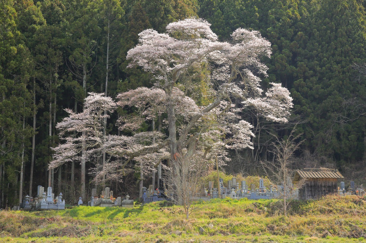 Higan cherry blossoms in Noda