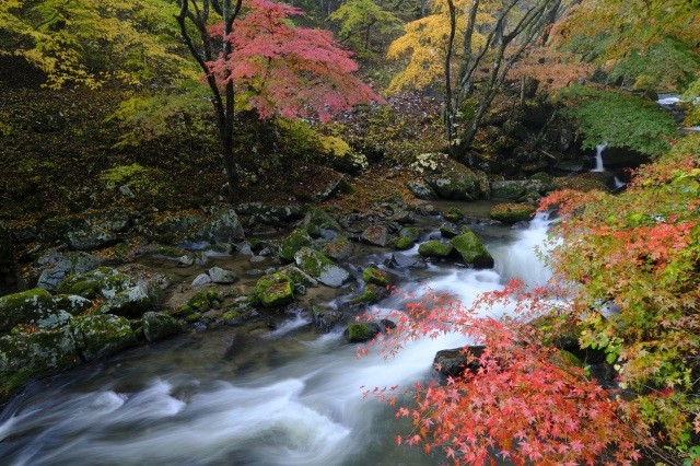 紅葉の強滝