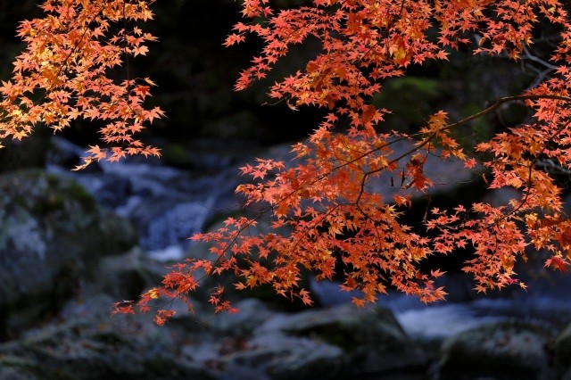 強滝の紅葉