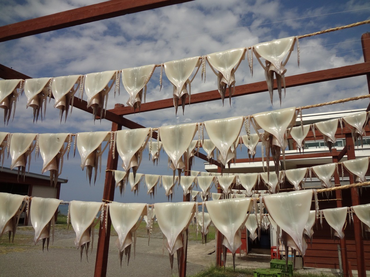 鰺ヶ沢名物 焼きイカ と イカのカーテン 鰺ヶ沢町 東北dc観光素材集 旅東北 東北の観光 旅行情報サイト