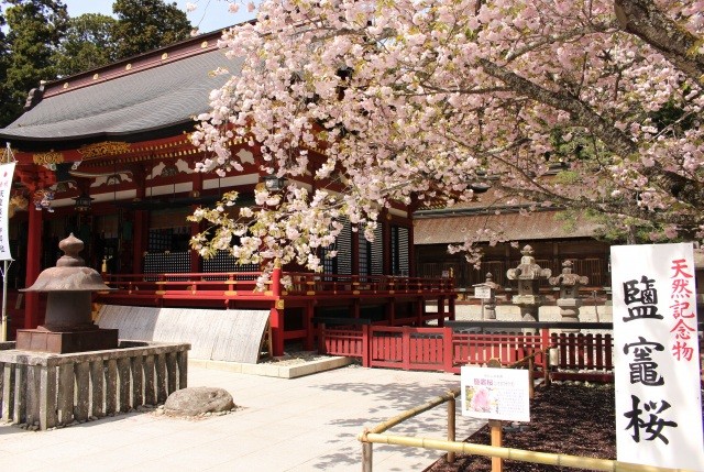 鹽竈神社の鹽竈桜