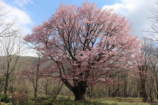 七時雨田代の一本桜