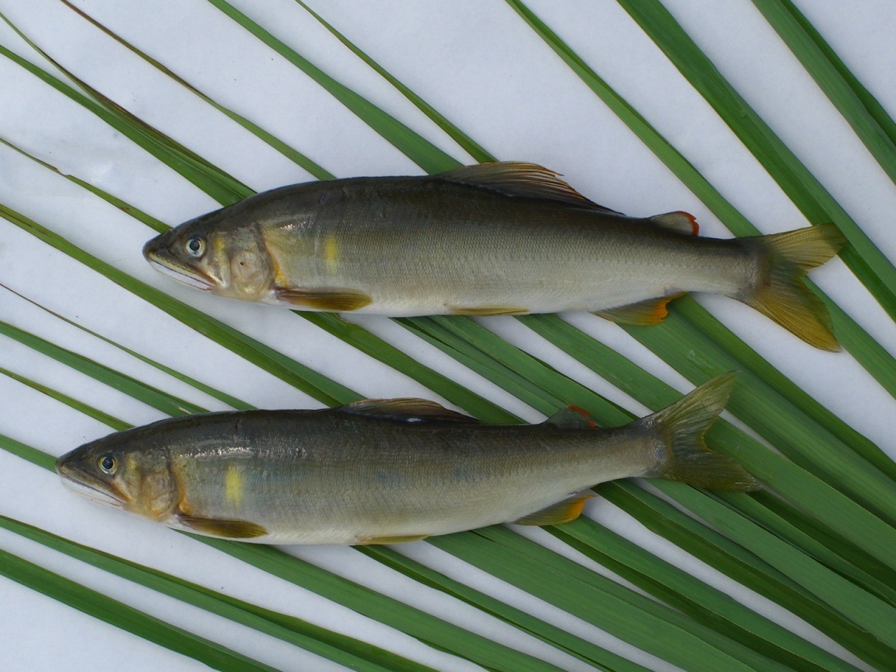 赤石川的黄金香鱼
