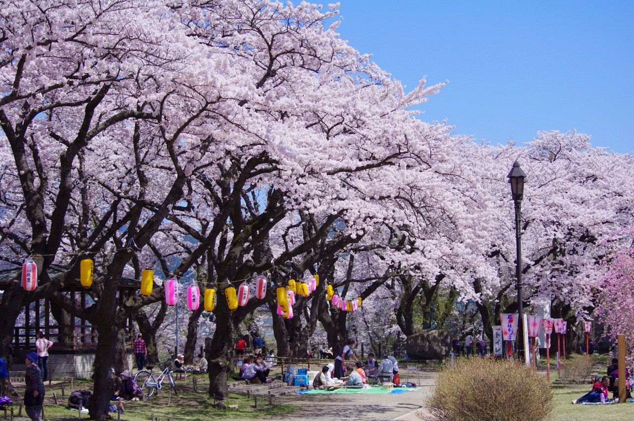 Odate Sakura Festival (Odate City, Akita Prefecture)