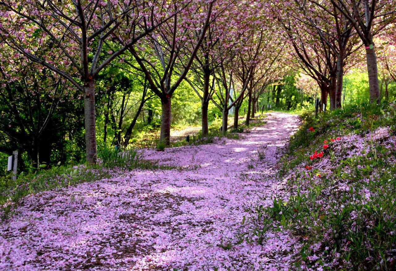 紅屋峠千本桜