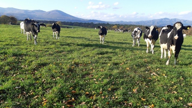 山麓で草を食む牛の群れ