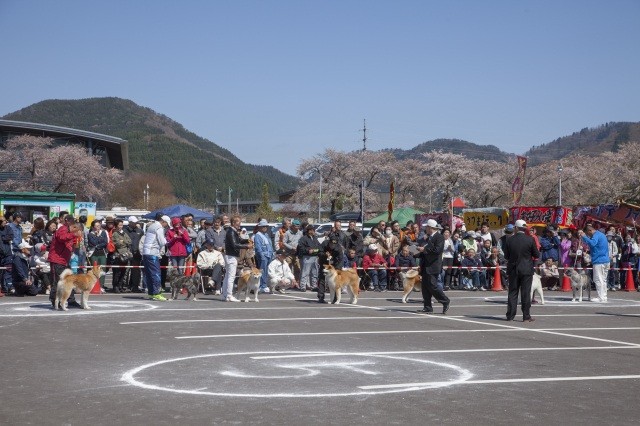 01_秋田犬保存会本部展1