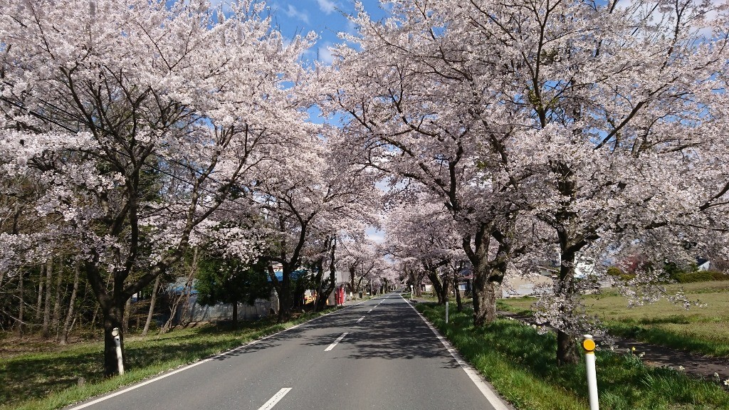 National Route 397 Sakura Corridor