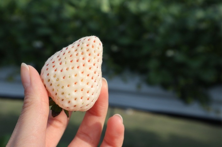 White strawberry picking & 500 yen coin size large ball blueberry picking