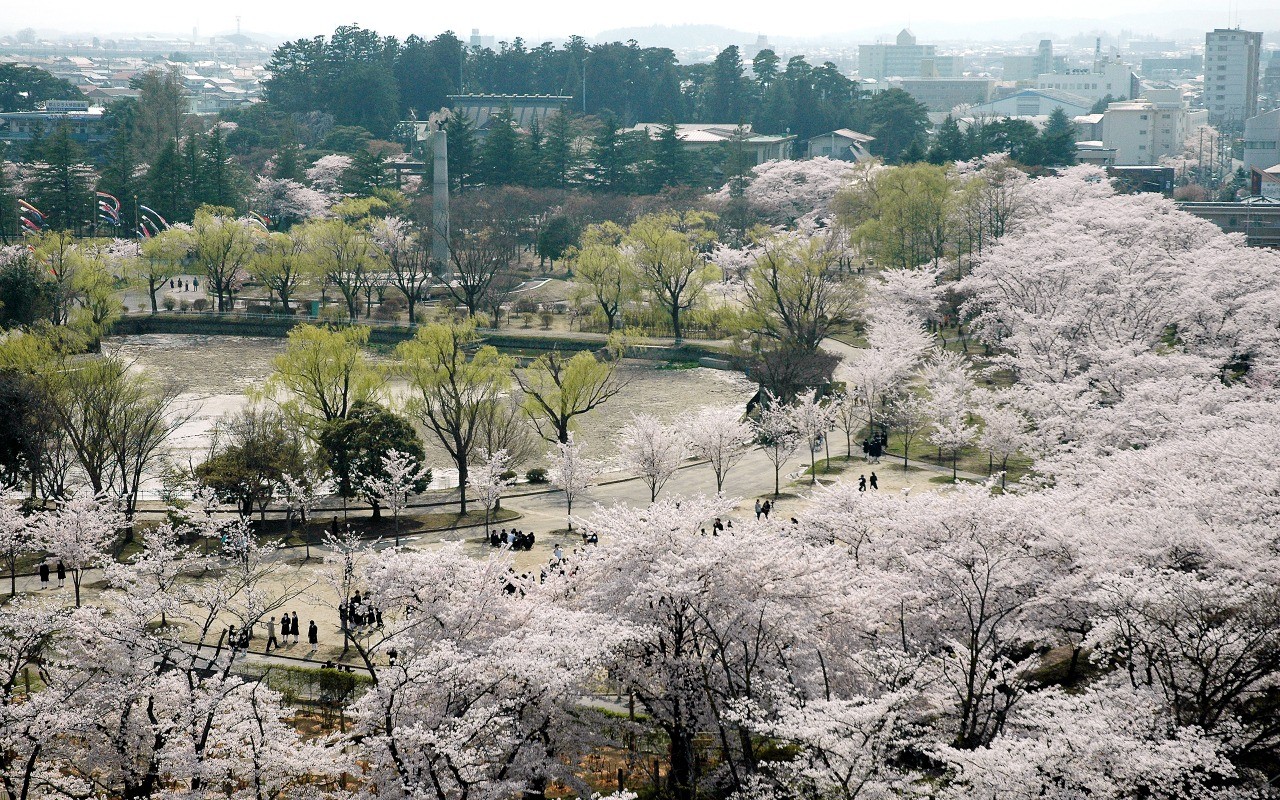 Cherry blossoms in Kaiseiyama Park