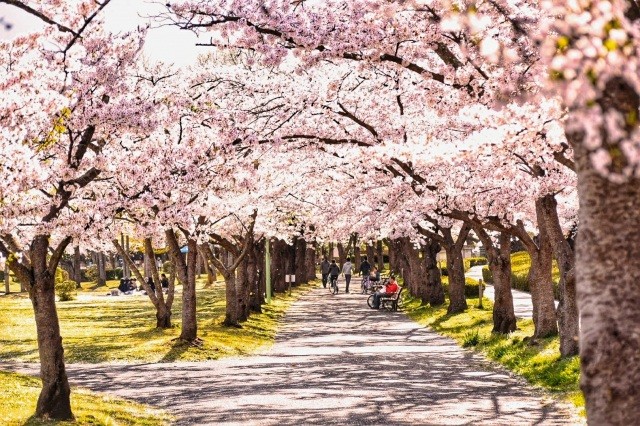 開成山公園の桜