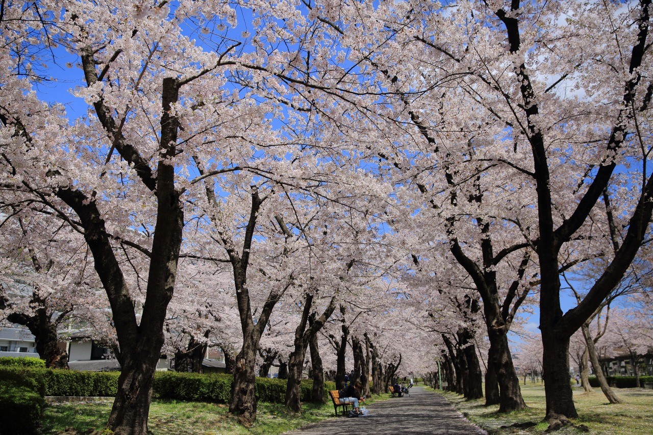 開成山公園の桜 郡山市開成山公園 東北dc観光素材集 旅東北 東北の観光 旅行情報サイト