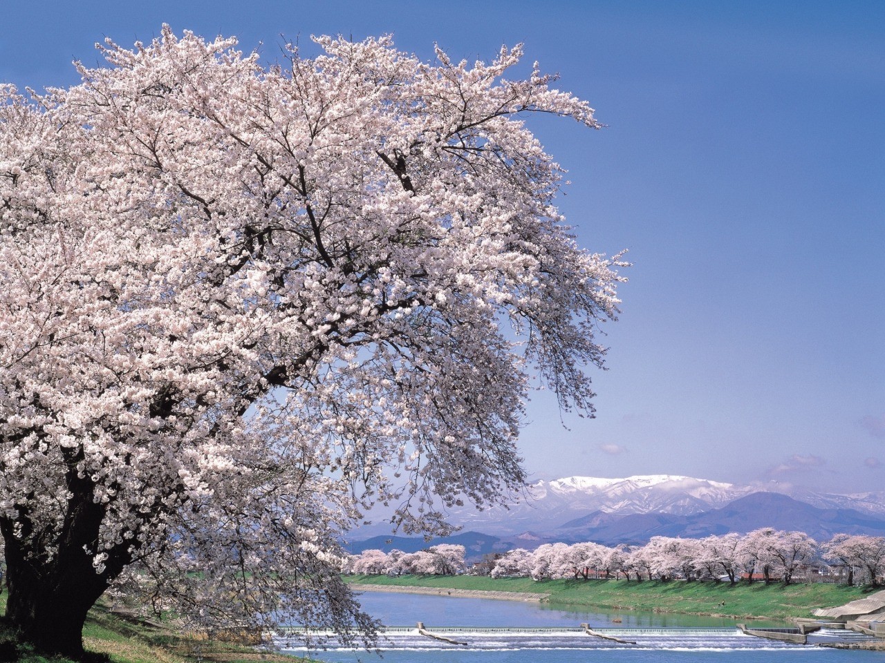 Hitome Senbonzakura (View of a Thousand Cherry Trees) along the Shiroishi Riverbank