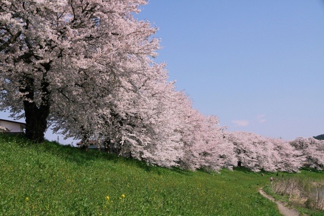 白石川左岸桜堤遊歩道