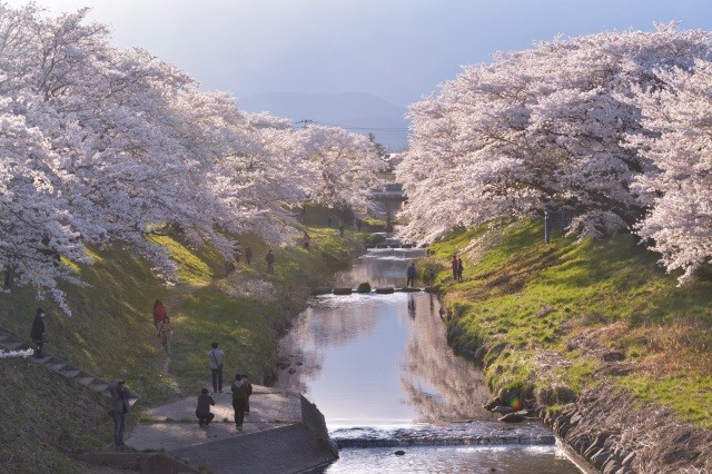 藤田川ふれあい桜