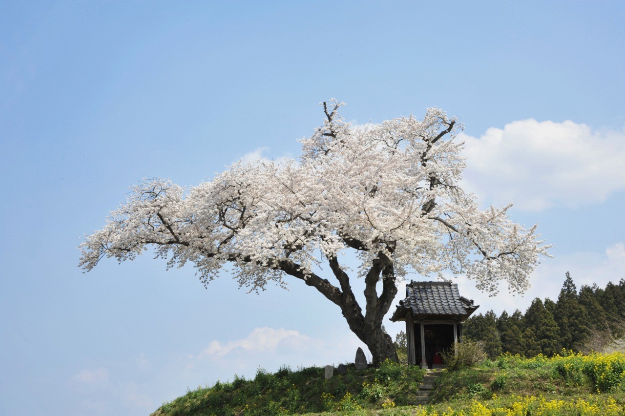 田村市の自然を彩る、高原に咲く花々
