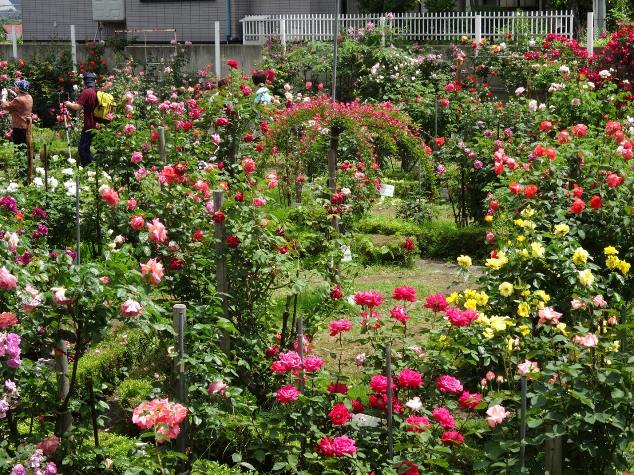 Ishida Rose Garden (Odate City, Akita Prefecture)