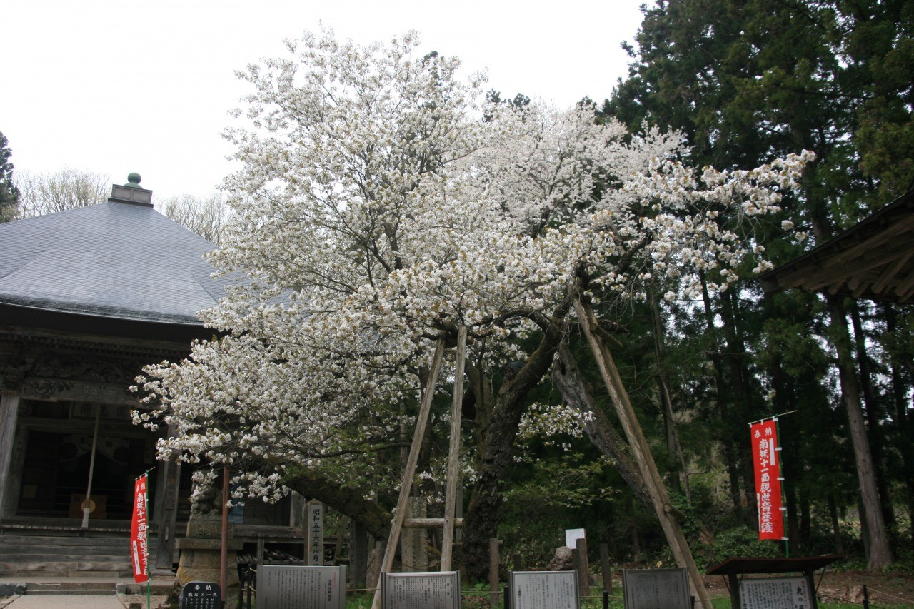 虎の尾桜