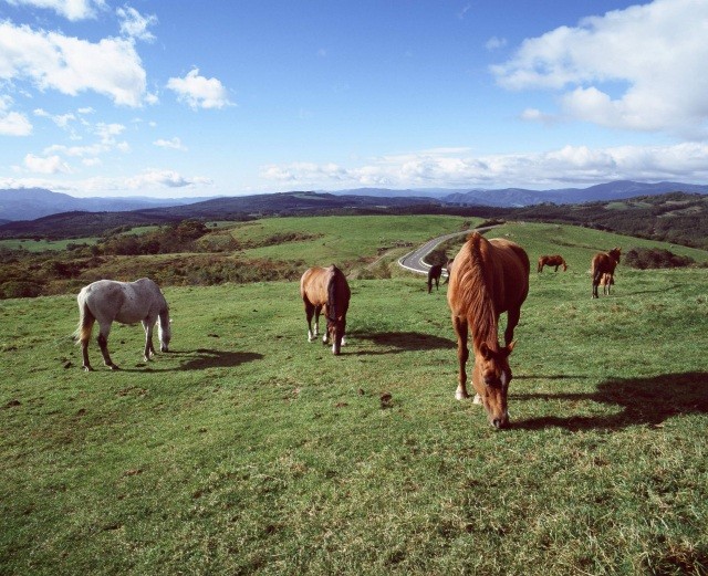 放牧された馬と荒川高原
