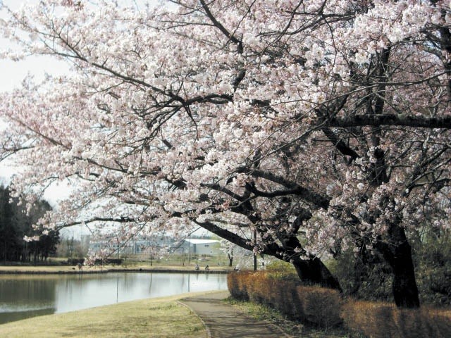 春の大池公園
