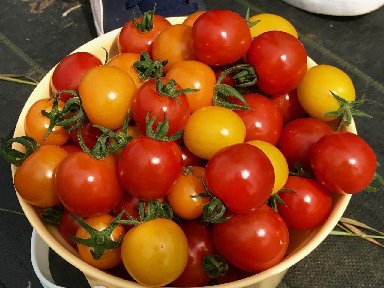 【夏の土日限定!】 いわき農園の5色のミニトマト狩り