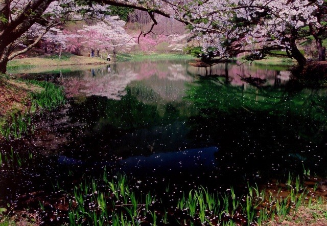 半田沼に映る桜