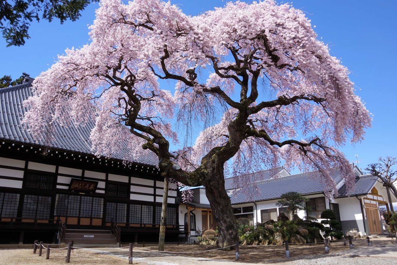 Amateur cherry blossoms at the Temple