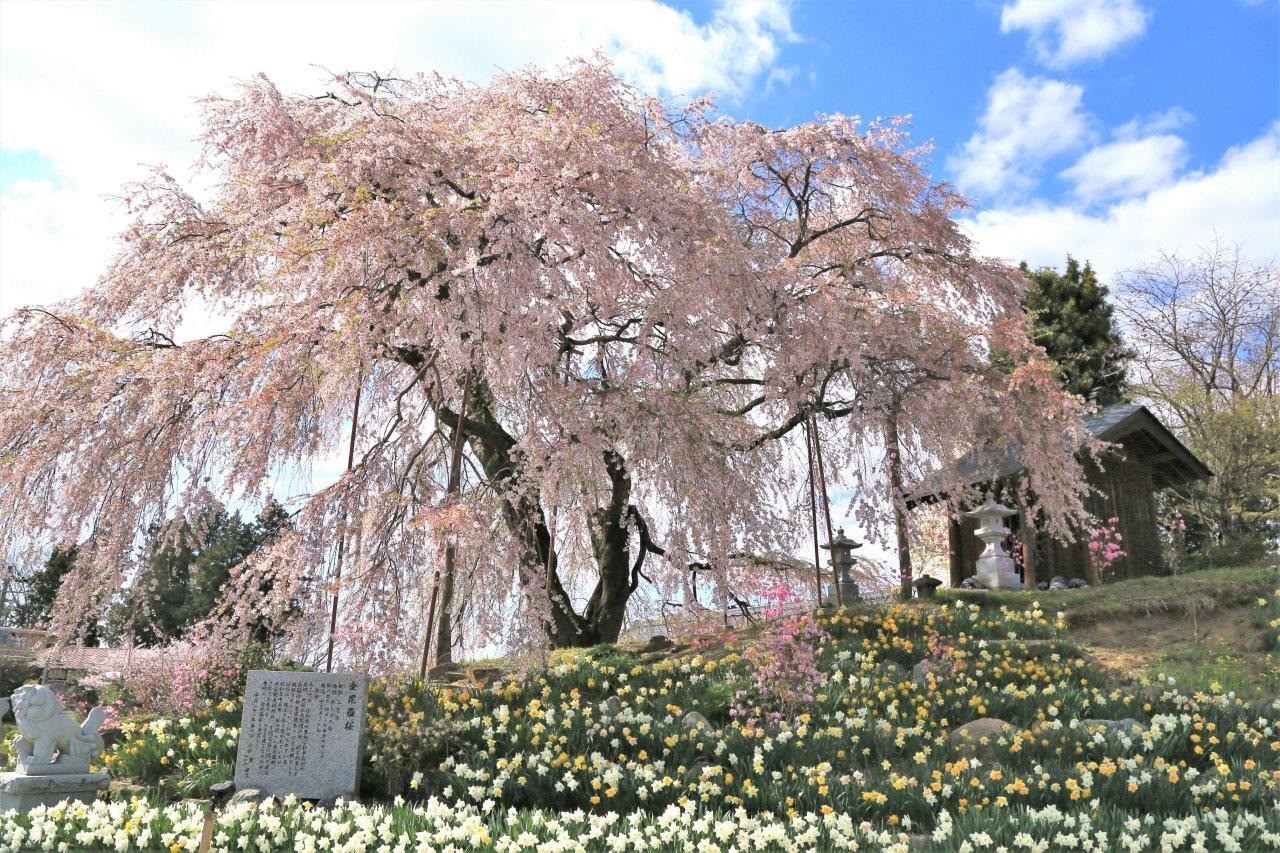 金毘羅桜